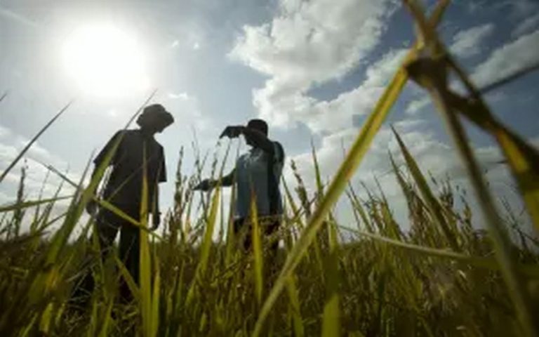 CTA, AfricaRice et la Fondation Syngenta à la rescousse des maliens et sénégalais