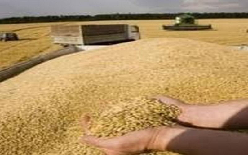 Plus de 4 millions de tonnes de blé des producteurs locaux seront vendues au gouvernement égyptien