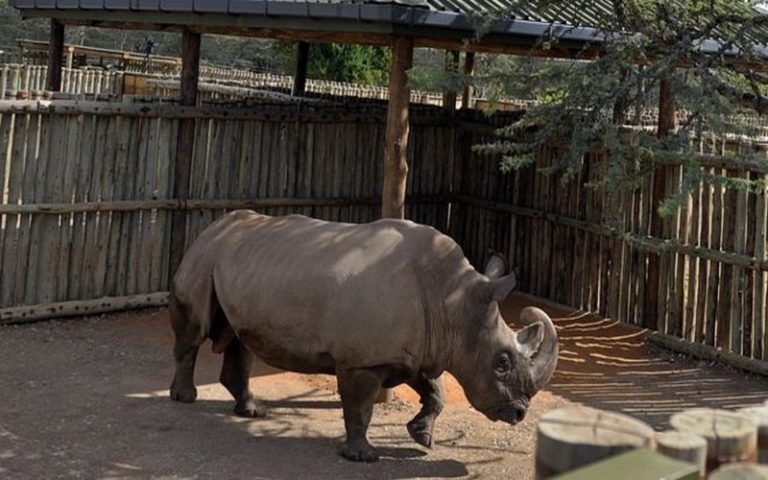 Risque de disparition de la moitié des espèces animales vivant en Afrique
