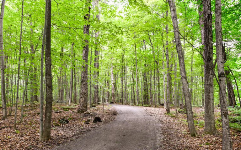 Miser sur des forêts saines et productives pour l’atteinte des ODD