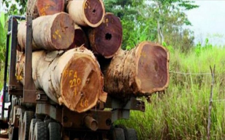 Le CNCR appuie la gouvernance forestière du Sénégal