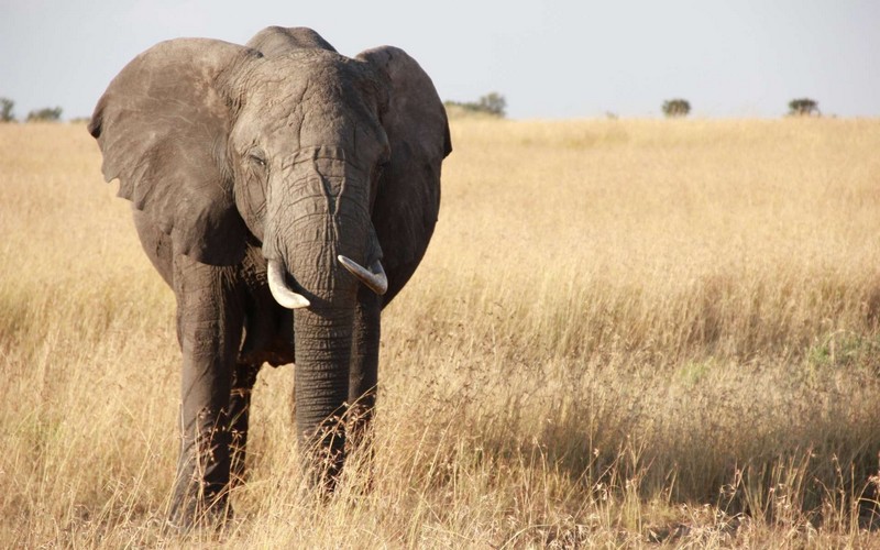 Lutte contre le braconnage : l’Amérique  met sur place un algorithme