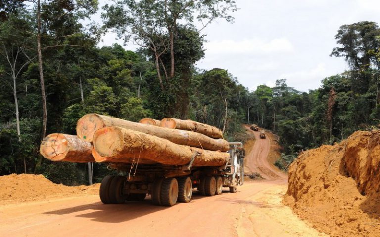 Les forêts du Congo menacées par un mélange toxique d’entreprises douteuses