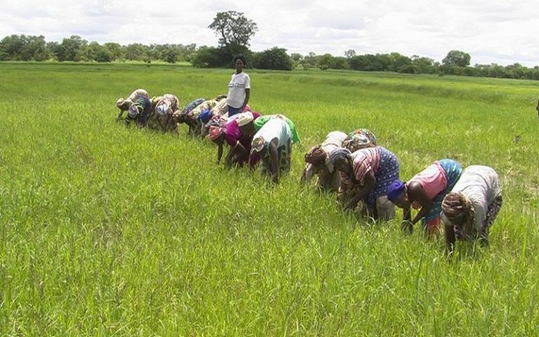 L’AFD a injecté 150 millions d’euros dans l’agriculture sénégalaise en cinq ans
