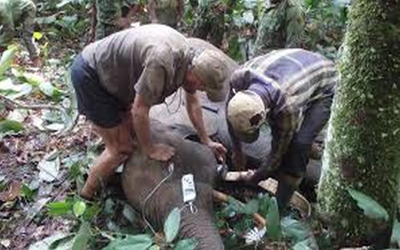 Protection des éléphants : le Gabon se sert du système GPS