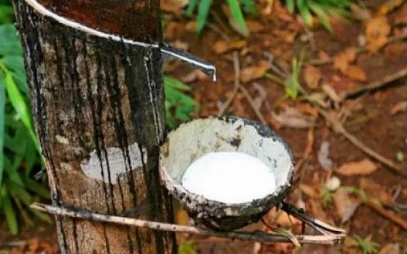 Le Ghana abrite le 5ème Sommet africain de l’huile de palme et du caoutchouc