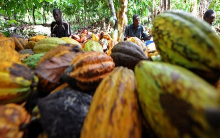 Cacao certifié : La Côte d&rsquo;Ivoire, premier producteur mondial développe le commerce équitable