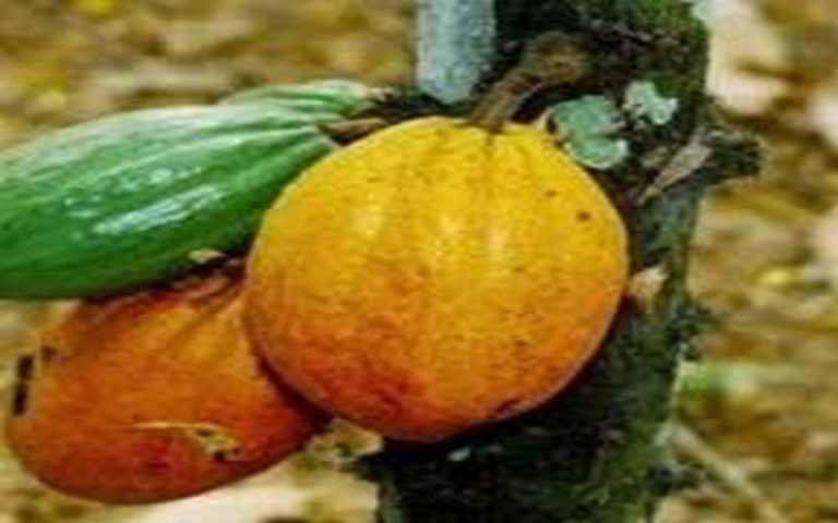 Ethan Budiansky liste les progrès réalisés dans la lutte contre déforestation liée au cacao