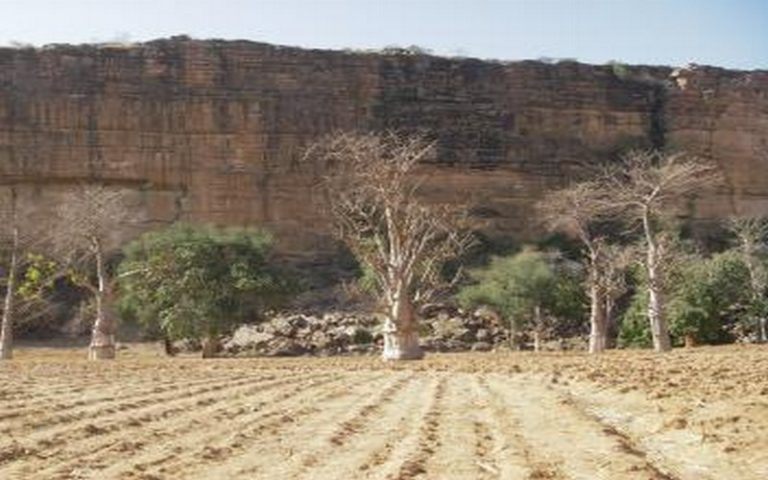 Hausse de 6% par an du marché du baobab d’ici à 2022