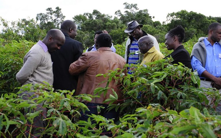 Les virologues et scientifiques africains s’érigent contre les virus du manioc