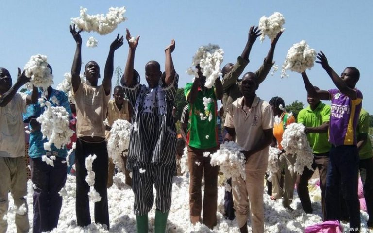 Le Burkina n′a pas vraiment dit adieu au coton OGM
