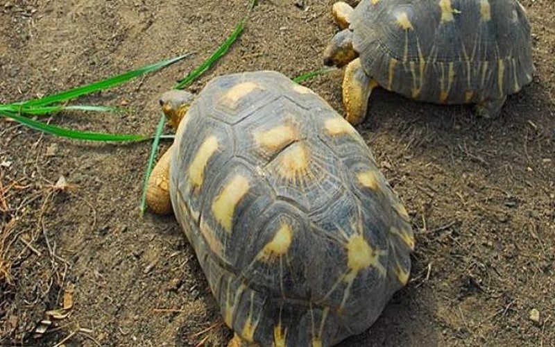 Trafic de tortues : deux personnes arrêtées à Madagascar