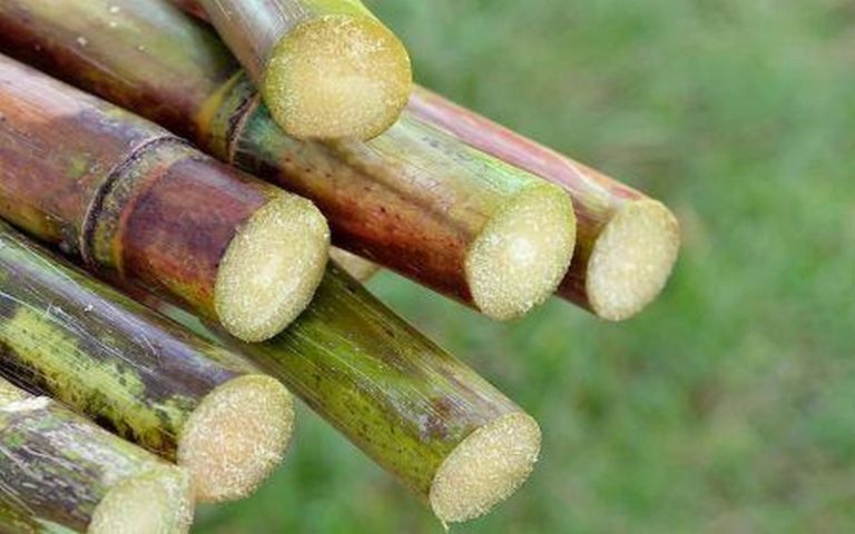 La contraction du secteur agricole contraint l’Ile Maurice à baisser ses prévisions