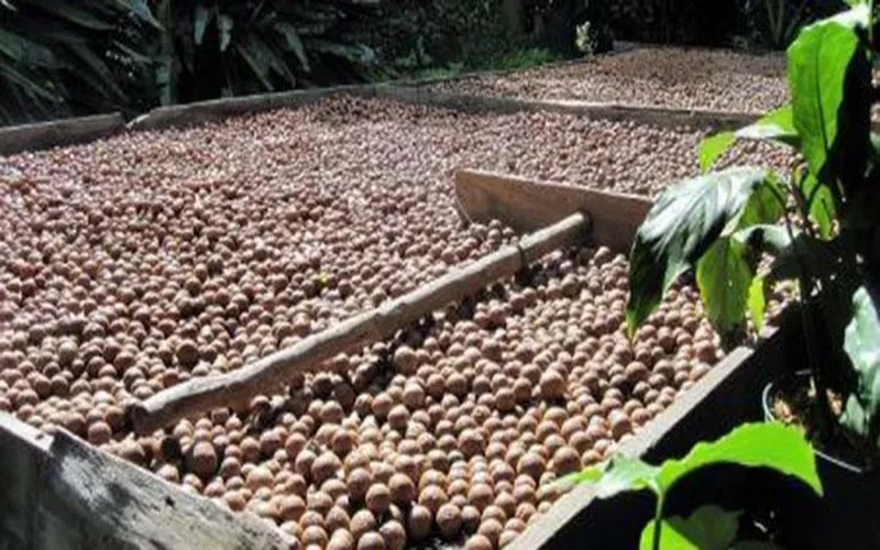 Les producteurs de café kényans séduits par la culture de la noix de macadamia