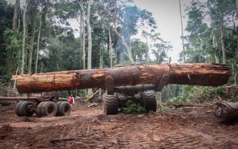 Vers l’allégement des restrictions sur l’exploitation forestière au Kenya