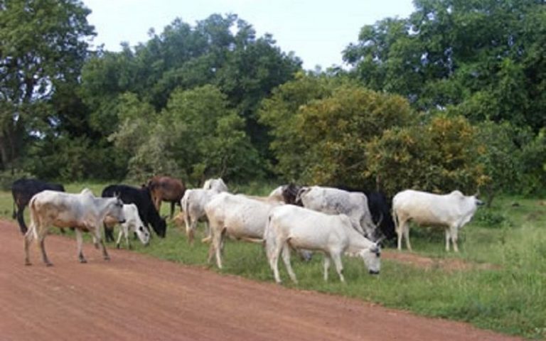 Le Sénégal et la Mauritanie s’accordent sur la transhumance transfrontalière