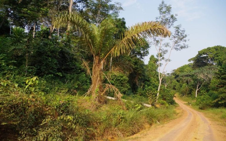Évaluer la menace sur les palmiers africains