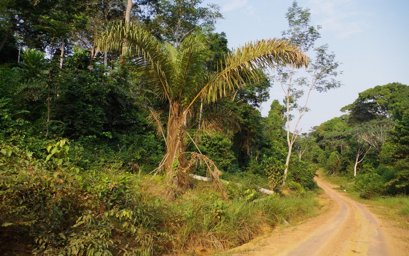 Évaluer la menace sur les palmiers africains