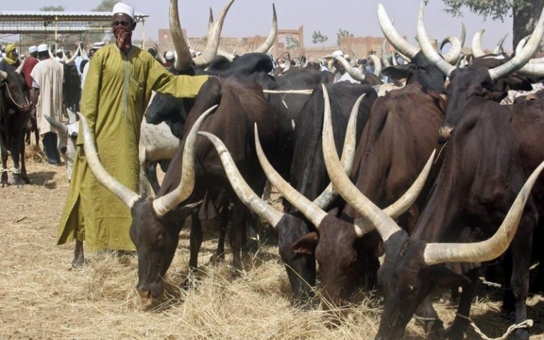 Les agriculteurs de la RDC ne sont toujours pas indemnisés par les éleveurs de zébus