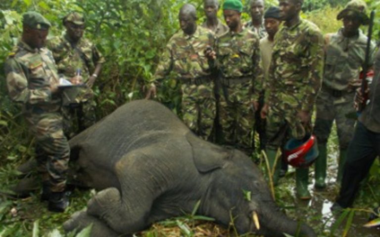 Guinée : les éléphants de la Forêt de Ziama menacés de disparition