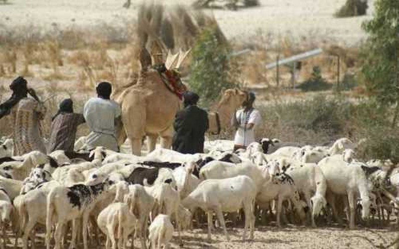 Baisse de précipitations en Mauritanie, une menace pour le cheptel