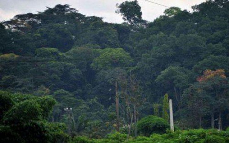 Quelle initiative pour préserver les forêts du bassin du Congo (Afrique centrale) ?