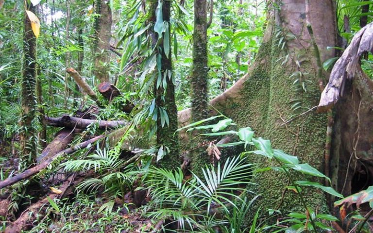 Gestion durable des forêts, socle du développement durable