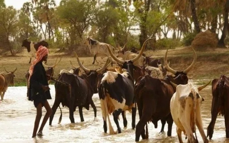 La Mauritanie va exonérer l’aliment du bétail de tout droit de douane
