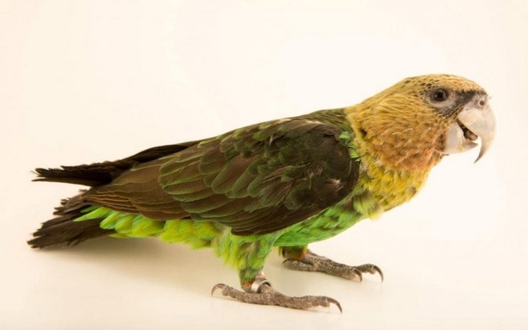 Le perroquet robuste d&rsquo;Afrique du Sud pourrait bientôt disparaître