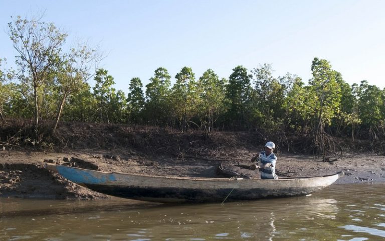La menace qui pèse sur les mangroves