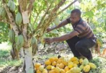 Les producteurs de cacao ivoiriens désemparés à cause de l’harmattan