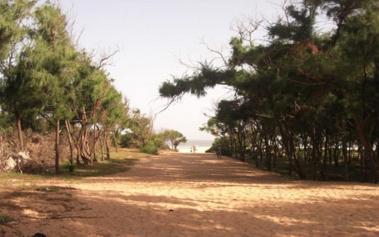 Lettre ouverte au ministre de l’Environnement : A propos de la forêt de Malika (Sénégal)