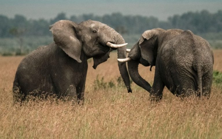 Braconnage : vers l’instauration de la peine de mort au Kenya