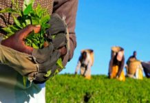 L’autre face de l’agriculture africaine