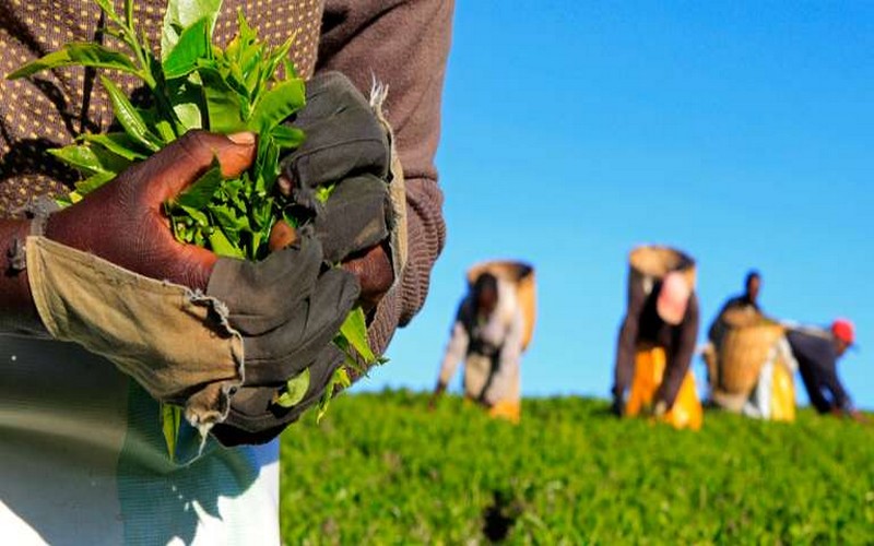 L’autre face de l’agriculture africaine