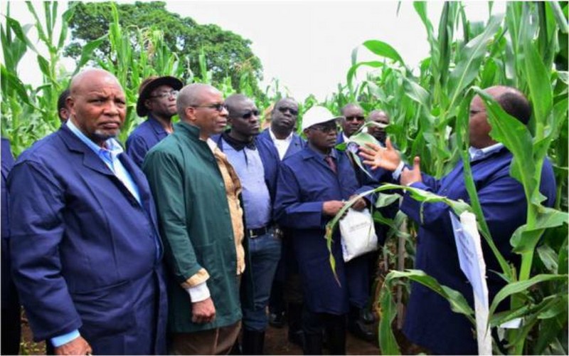 Et si les agriculteurs africains avaient accès aux technologies de semences nécessaires ?