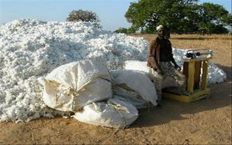 La menace qui pèse sur le coton burkinabé