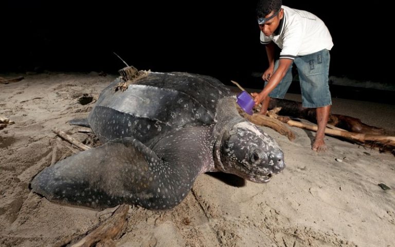 L’Afrique de l’Ouest se dote du projet Bycatch