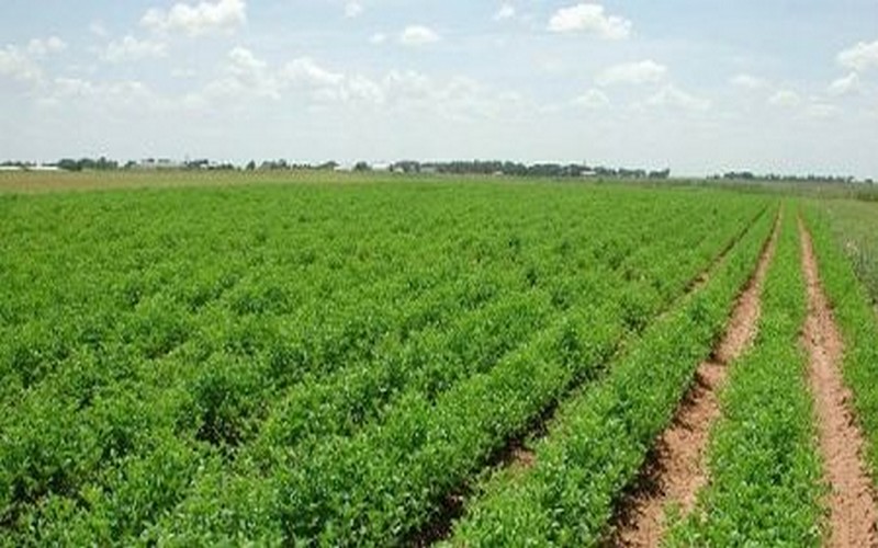 L’expropriation des terres tourne au vinaigre en Algérie
