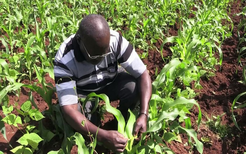 Les africains se barricadent contre la chenille légionnaire