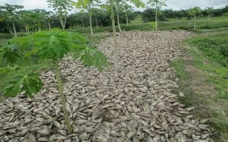 Le lac Toho (Bénin) frappé par une mort mystérieuse de milliers de poissons