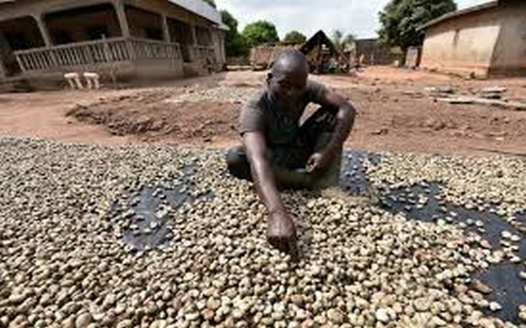 Exportation de la noix de cajou, un fardeau pour la Côte d’Ivoire