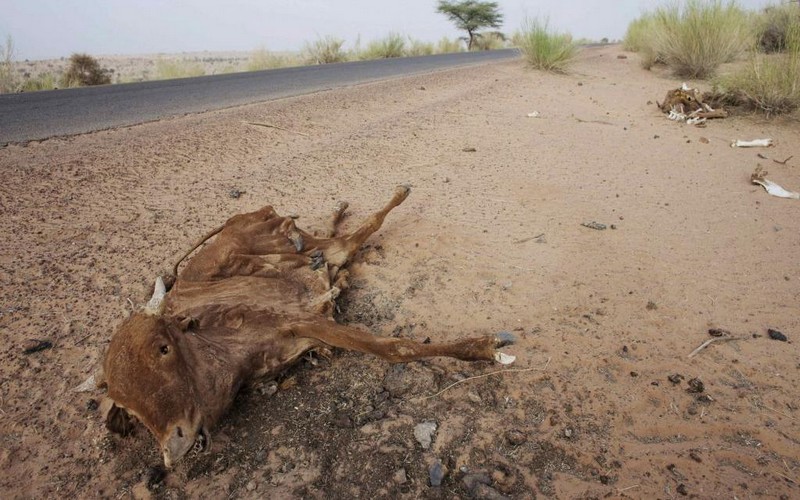 La campagne agropastorale croule sous le poids de la sécheresse en Mauritanie