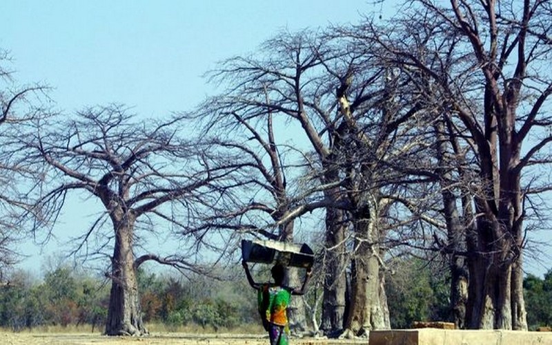 Alerte sur la disparition « spectaculaire » des plus vieux baobabs d’Afrique