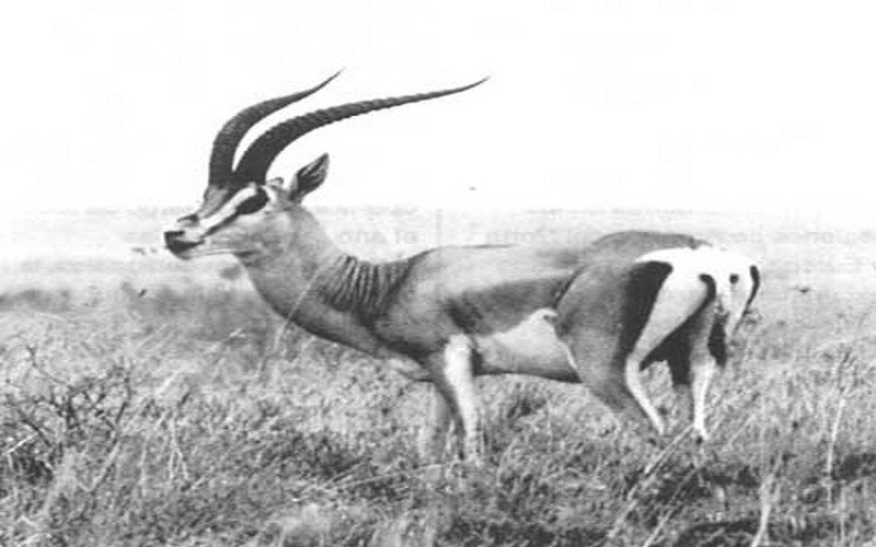 Dakar accueille la 21ème session de la Commission des Forêts et de la Faune Sauvage pour l’Afrique