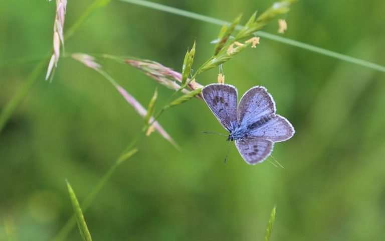La coopération belge à la rescousse de la biodiversité