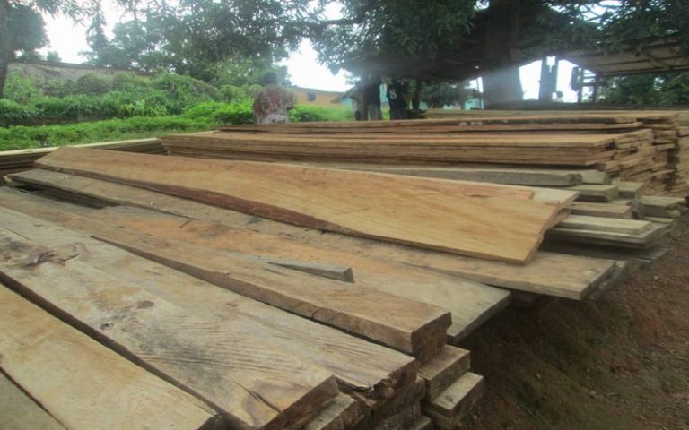 Guinée : Le trafic de bois, un business ravageur passé sous silence