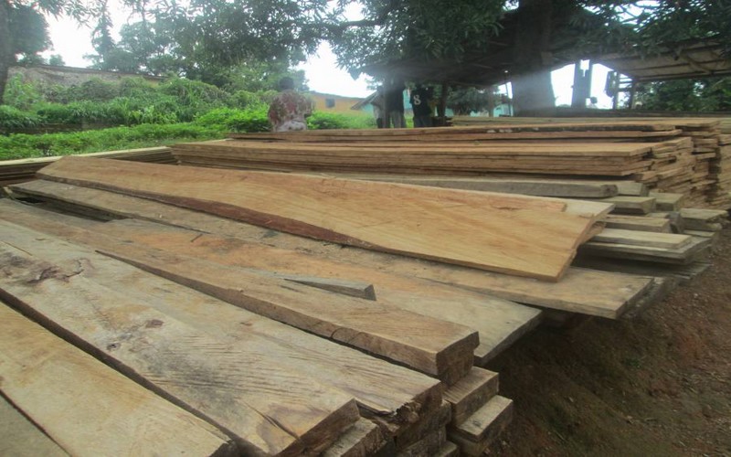 Guinée : Le trafic de bois, un business ravageur passé sous silence