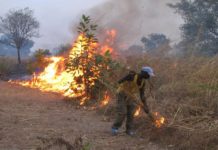L’Algérie présente son plan feux de forêts