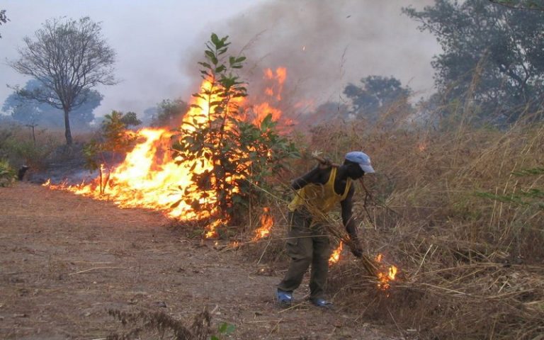 Les organisations d’éleveurs de Podor invitent le gouvernement sénégalais à ériger la lutte contre les feux de brousse au rang de priorité